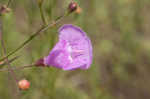 San Antonio false foxglove